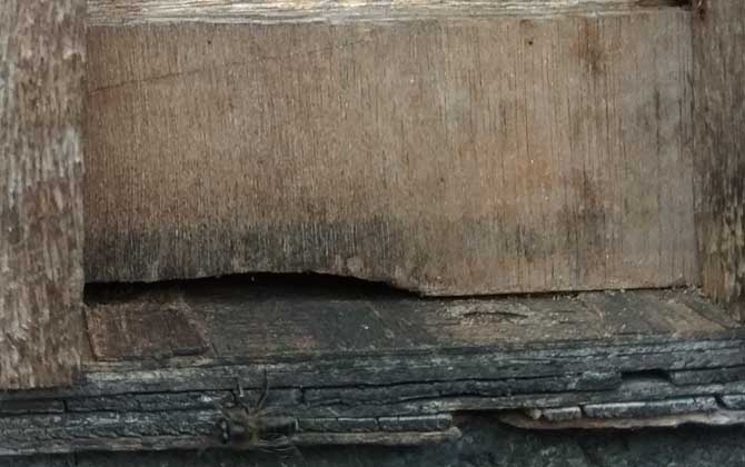 高加索蜂秋天繁殖怎樣(蜜蜂秋季怎么快速繁殖) 高加索蜂秋天繁殖怎樣(蜜蜂秋季怎么快速繁殖)