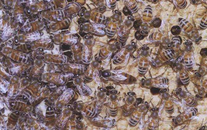 喀爾巴阡蜂和松丹一號(hào)哪個(gè)好(喀爾巴阡蜂和松丹一號(hào)的對(duì)比) 喀爾巴阡蜂和松丹一號(hào)哪個(gè)好(喀爾巴阡蜂和松丹一號(hào)的對(duì)比)