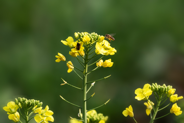蜜蜂是靠什么回到自己的家(蜜蜂為什么在哪里都可以找到家) 蜜蜂是靠什么回到自己的家(蜜蜂為什么在哪里都可以找到家)