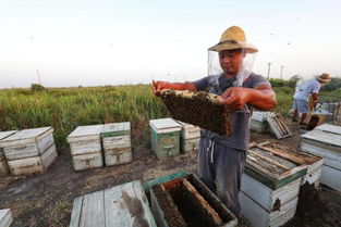 國家對養(yǎng)蜂場所建板房有新政策嗎(國家對養(yǎng)蜂地點的政策) 國家對養(yǎng)蜂場所建板房有新政策嗎(國家對養(yǎng)蜂地點的政策)