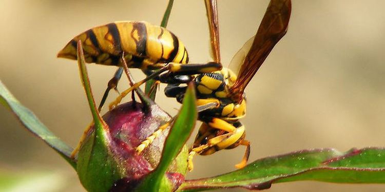 養100窩馬蜂一年利潤多少？賺多少錢？