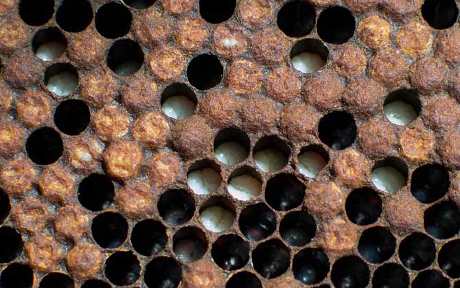 雄蜂一般什么時(shí)候活動(dòng)(雄蜂什么時(shí)候出巢活動(dòng)) 雄蜂一般什么時(shí)候活動(dòng)(雄蜂什么時(shí)候出巢活動(dòng))