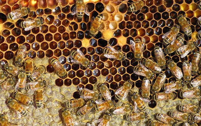 雄蜂一般什么時(shí)候活動(dòng)(雄蜂什么時(shí)候出巢活動(dòng)) 雄蜂一般什么時(shí)候活動(dòng)(雄蜂什么時(shí)候出巢活動(dòng))