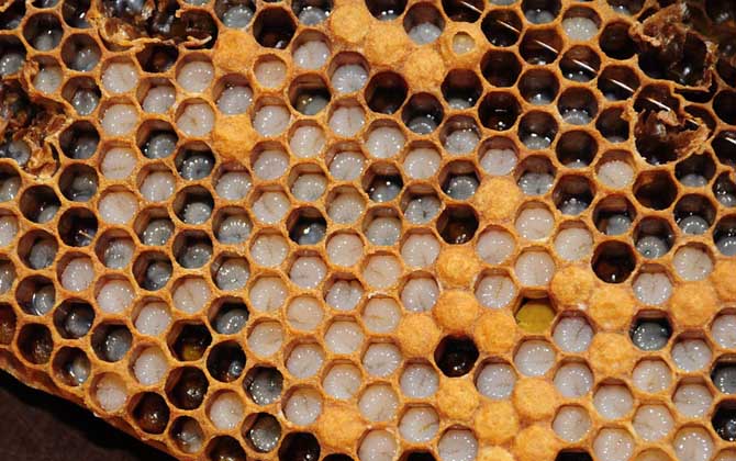 雄蜂一般什么時(shí)候活動(dòng)(雄蜂什么時(shí)候出巢活動(dòng)) 雄蜂一般什么時(shí)候活動(dòng)(雄蜂什么時(shí)候出巢活動(dòng))