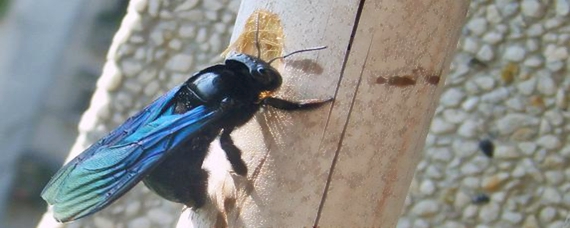 黑竹蜂有毒嗎 黑竹蜂有毒嗎