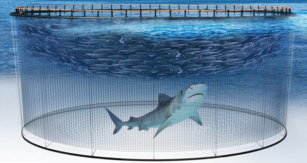 全球每年銷售魚翅140萬噸，殺死1億條鯊魚，為何不能人工飼養？