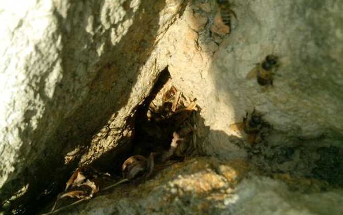 怎么找山蜜蜂(最簡單找山蜜蜂方法) 怎么找山蜜蜂(最簡單找山蜜蜂方法)