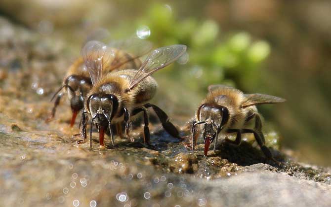 怎么找山蜜蜂(最簡單找山蜜蜂方法) 怎么找山蜜蜂(最簡單找山蜜蜂方法)