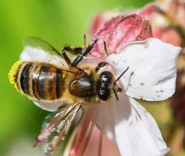 蜂群能培育出幾種顏色的工蜂(蜜蜂都有什么顏色) 蜂群能培育出幾種顏色的工蜂(蜜蜂都有什么顏色)