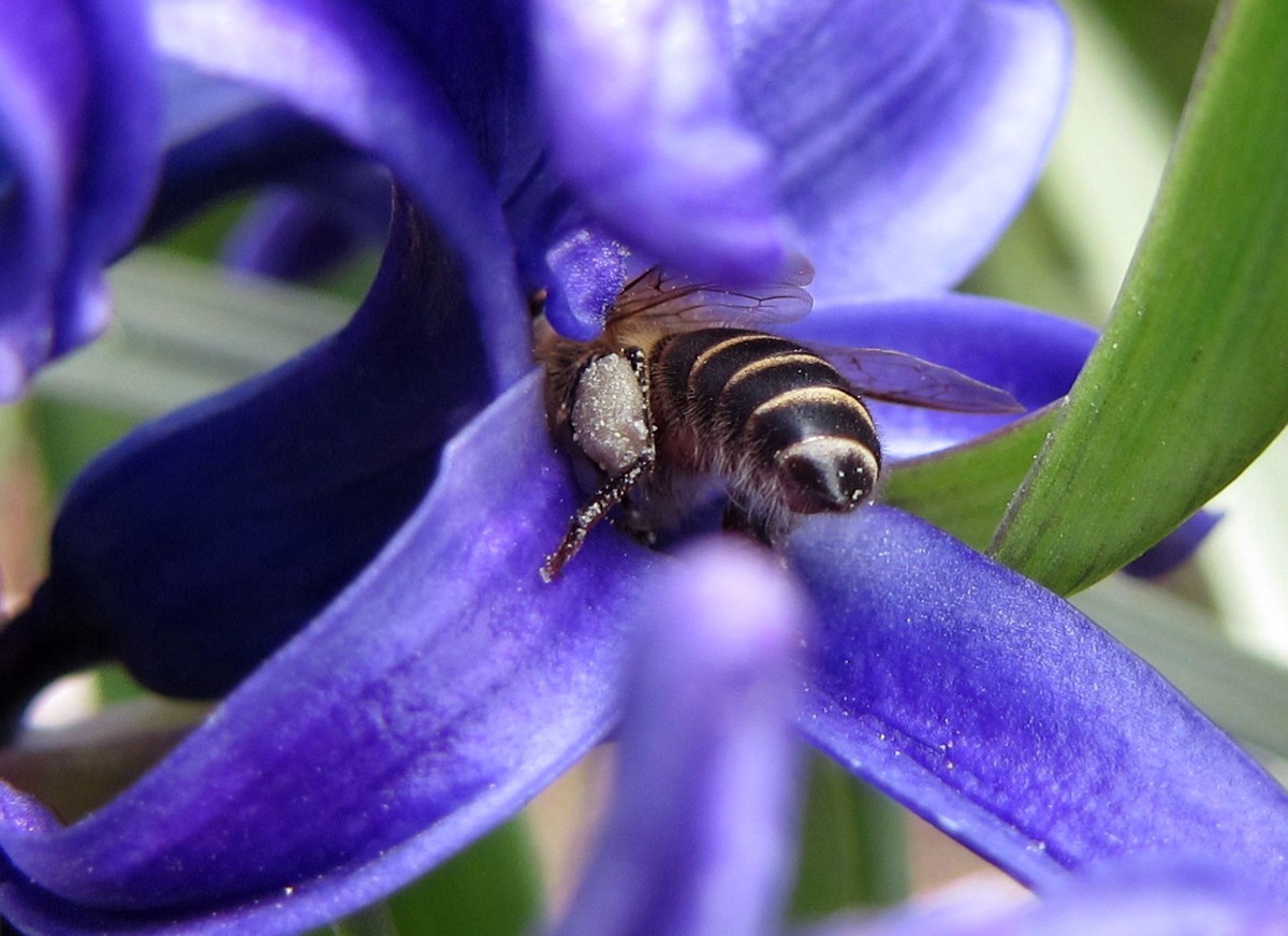 城市可以養(yǎng)蜂嗎(城市養(yǎng)蜂違法嗎) 城市可以養(yǎng)蜂嗎(城市養(yǎng)蜂違法嗎)