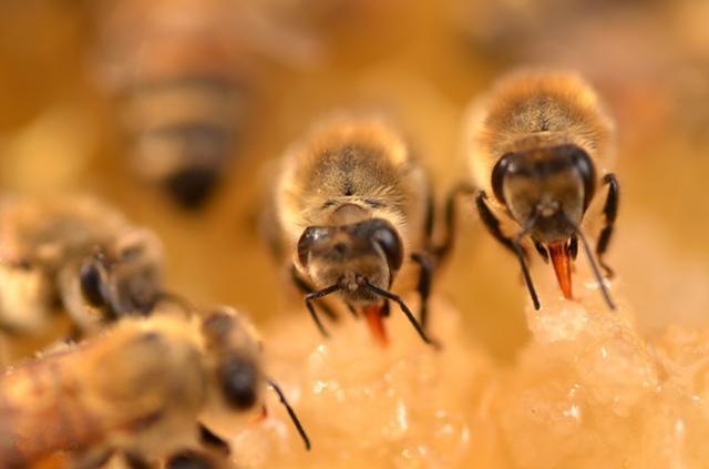 大蜂場(chǎng)如何大批量組織交尾群(蜜蜂養(yǎng)殖,如何組建交尾群) 大蜂場(chǎng)如何大批量組織交尾群(蜜蜂養(yǎng)殖,如何組建交尾群)