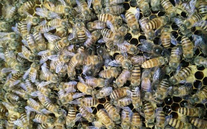 農村土蜜蜂的市場價是多少(農村土蜜蜂多少錢一箱) 農村土蜜蜂的市場價是多少(農村土蜜蜂多少錢一箱)