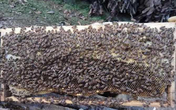 長白山中蜂王有什么特點? 長白山中蜂王