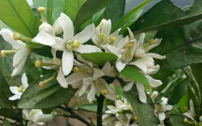 【蜜蜂知識】全國主要蜜源植物大全 【蜜蜂知識】全國主要蜜源植物大全