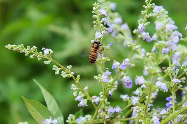 【蜜蜂知識】全國主要蜜源植物大全 【蜜蜂知識】全國主要蜜源植物大全