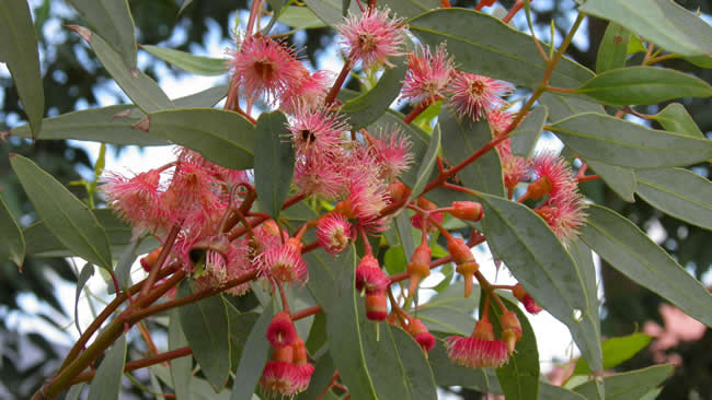 【蜜蜂知識】全國主要蜜源植物大全 【蜜蜂知識】全國主要蜜源植物大全