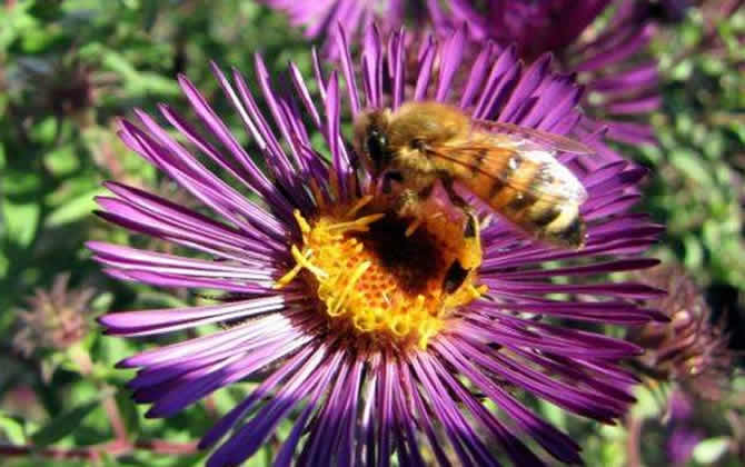 蜜蜂采蜜怎么變成蜂蜜? 蜜蜂采蜜