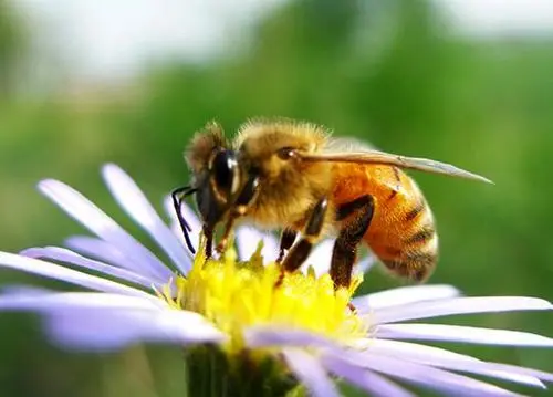 養殖蜜蜂被黃蜂捕食怎么解決(如何防治蜜蜂天敵胡蜂) 養殖蜜蜂被黃蜂捕食怎么解決(如何防治蜜蜂天敵胡蜂)
