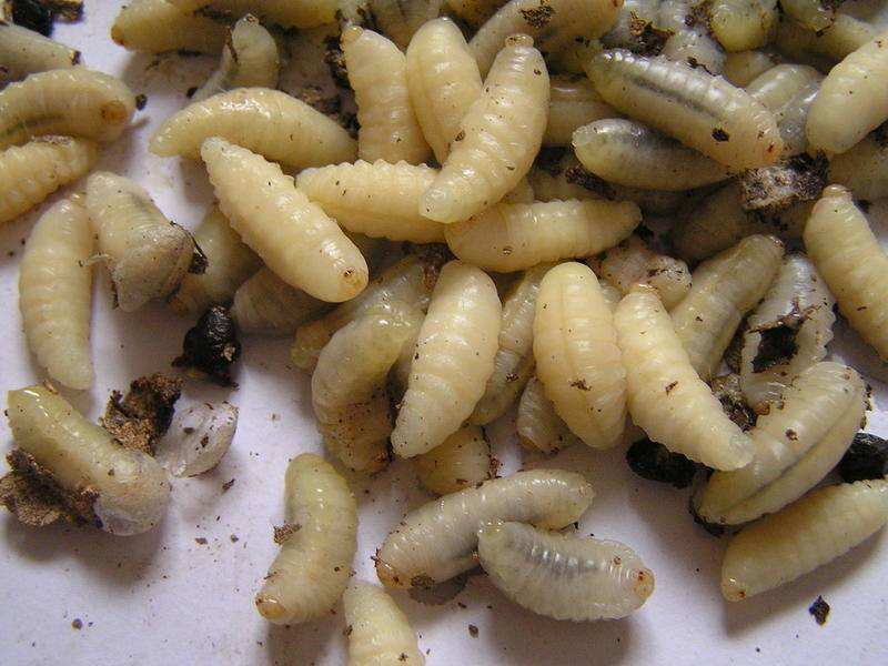 【蜜蜂知識】蜂蛹和蠶蛹的區別 蜂蛹和蠶蛹的區別