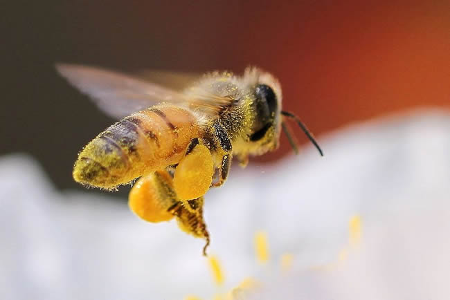 【蜜蜂知識】在蜂群中如何辨別蜂后? 【蜜蜂知識】在蜂群中如何辨別蜂后?