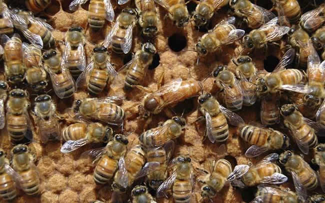 【蜜蜂知識】在蜂群中如何辨別蜂后? 【蜜蜂知識】在蜂群中如何辨別蜂后?