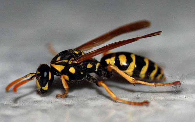 蜜蜂和馬蜂的區別(蜜蜂和馬蜂的區別在哪里) 蜜蜂和馬蜂的區別(蜜蜂和馬蜂的區別在哪里)