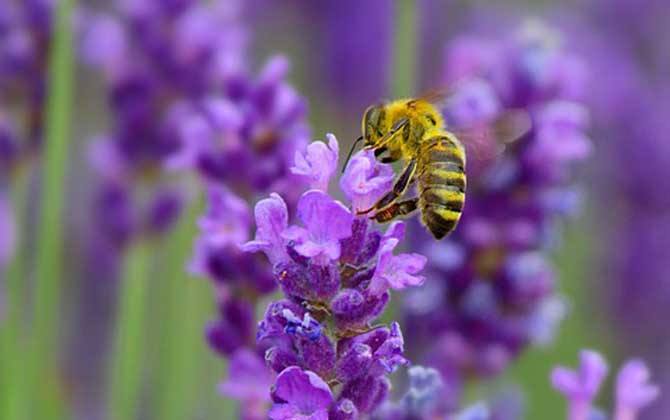 蜜蜂怎么分蜂？