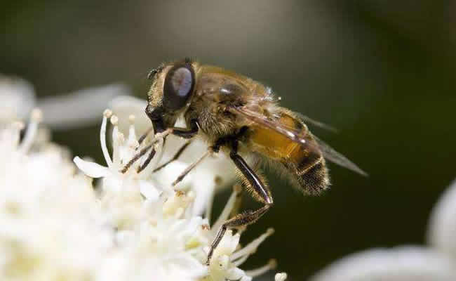 蜜蜂怎么分蜂？