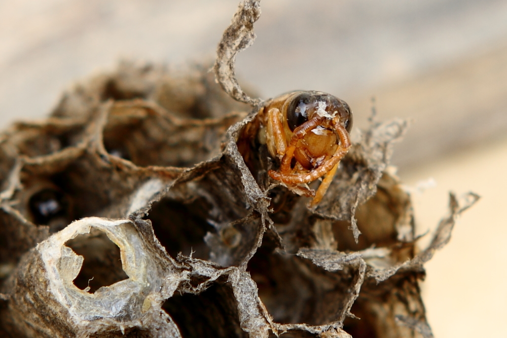 馬蜂(胡蜂)如何組建雙王群(胡蜂可以養(yǎng)雙王群嗎) 馬蜂(胡蜂)如何組建雙王群(胡蜂可以養(yǎng)雙王群嗎)