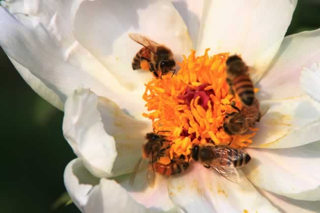 一框蜂怎樣繁殖才快?