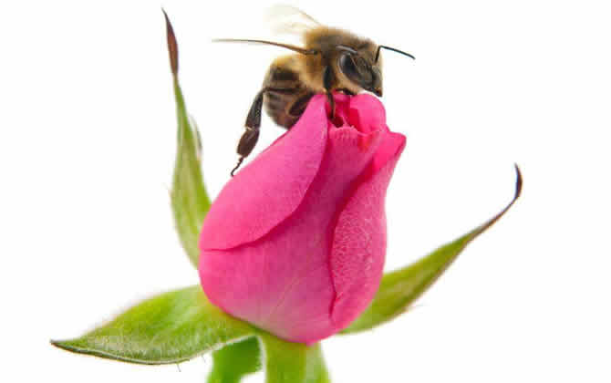 偵查蜂誘蜂來蜂的征兆? 偵查蜂