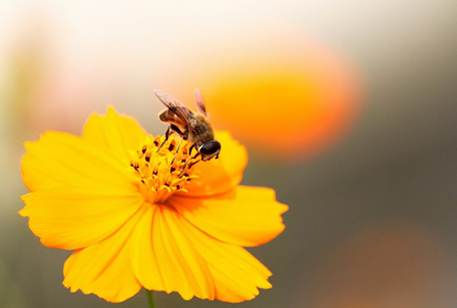 被蜂子咬了怎么辦 被蜂子咬了怎么辦