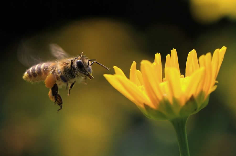 被蜂子咬了怎么辦 被蜂子咬了怎么辦