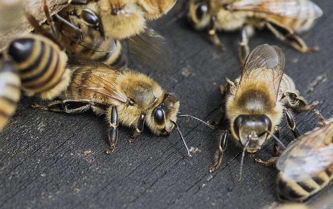 被蜂子咬了怎么辦 被蜂子咬了怎么辦