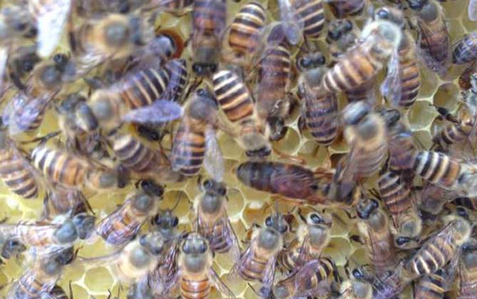 新手養蜂的推薦蜂種(新手養什么蜂比較好) 新手養蜂的推薦蜂種(新手養什么蜂比較好)