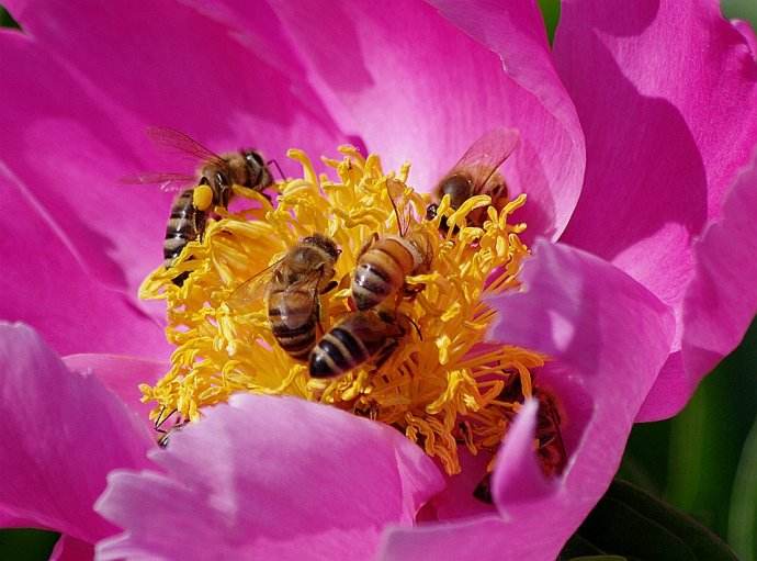 【蜜蜂知識】蜜蜂什么時候分蜂? 【蜜蜂知識】蜜蜂什么時候分蜂?