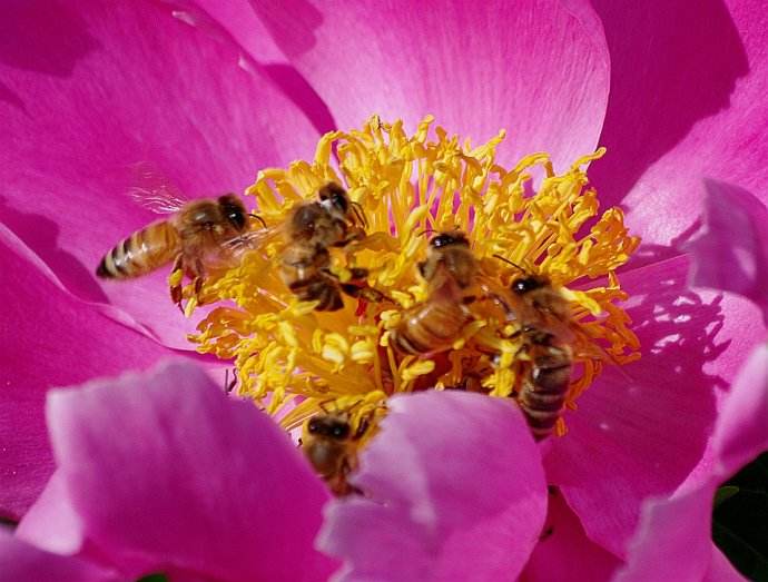 【蜜蜂知識】蜜蜂什么時候分蜂? 【蜜蜂知識】蜜蜂什么時候分蜂?