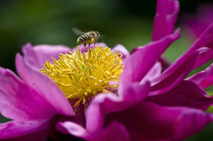 【蜜蜂知識】蜜蜂什么時候分蜂? 【蜜蜂知識】蜜蜂什么時候分蜂?