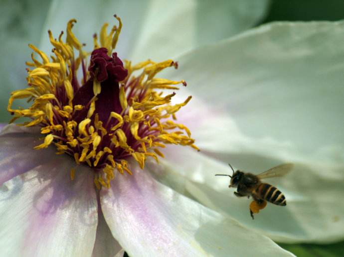 【蜜蜂知識】蜜蜂什么時候分蜂? 【蜜蜂知識】蜜蜂什么時候分蜂?