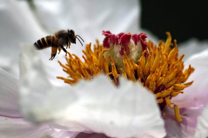 【蜜蜂知識】蜜蜂什么時候分蜂? 【蜜蜂知識】蜜蜂什么時候分蜂?