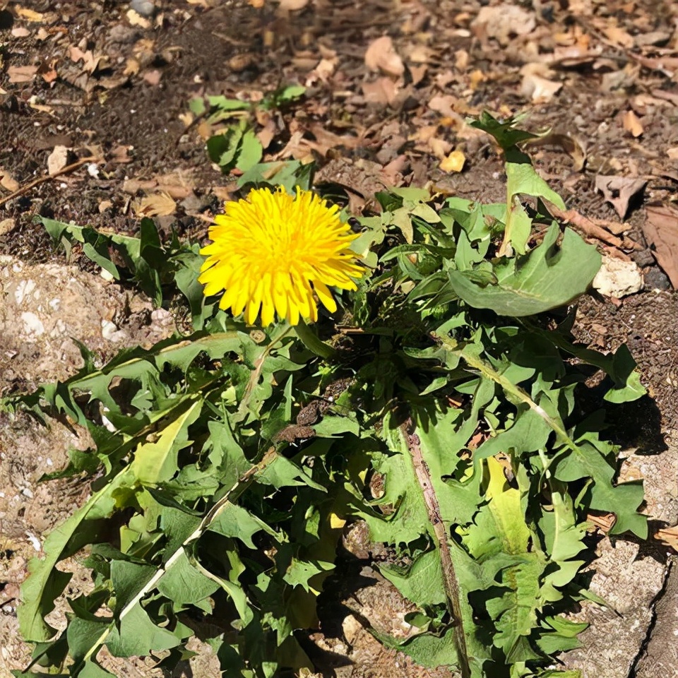 蒲公英蜜的功效和作用(可曾聽說稀有蜜種蒲公英蜜) 蒲公英蜜的功效和作用(可曾聽說稀有蜜種蒲公英蜜)