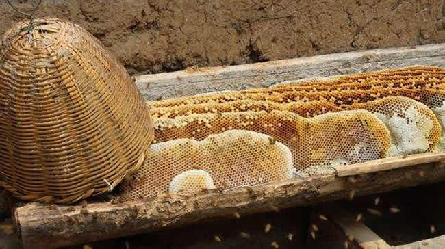 誘蜂高手怎樣誘蜂的? 誘蜂高手怎樣誘蜂的?