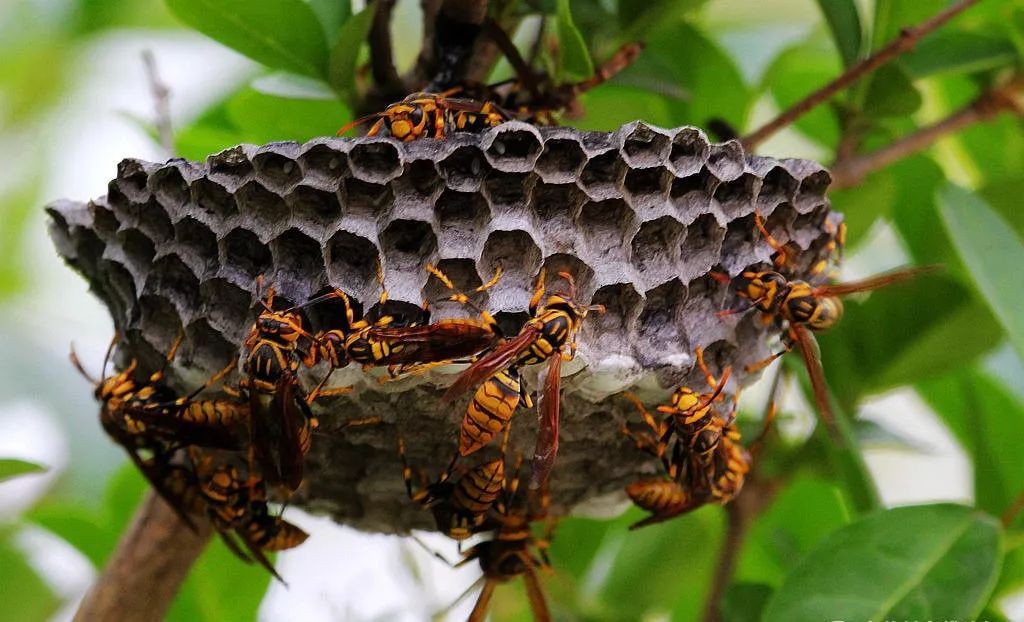 中華蜂如何抵抗大黃蜂的屠殺(蜜蜂防范消滅馬蜂的方法) 中華蜂如何抵抗大黃蜂的屠殺(蜜蜂防范消滅馬蜂的方法)