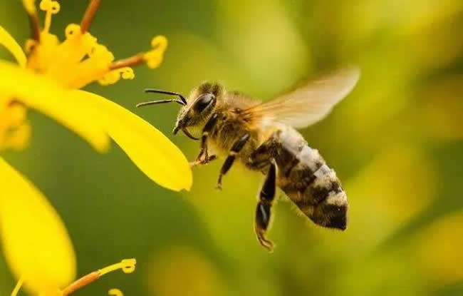 【蜜蜂知識】意大利蜂有哪些缺點? 意大利蜂有哪些缺點?