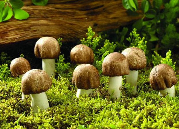 民間流傳識別毒蘑菇的方法靠譜嗎 野生蘑菇要慎食,民間流傳下來的“辨別經(jīng)驗”并不靠譜