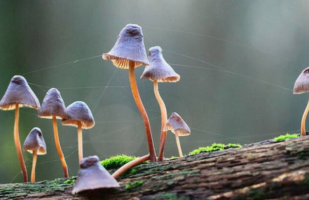 民間流傳識別毒蘑菇的方法靠譜嗎 野生蘑菇要慎食,民間流傳下來的“辨別經(jīng)驗”并不靠譜