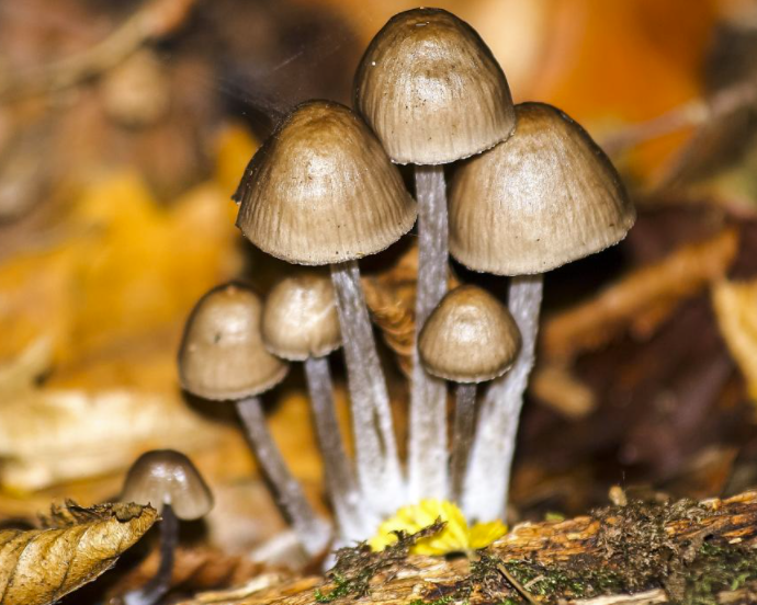 民間流傳識別毒蘑菇的方法靠譜嗎 野生蘑菇要慎食,民間流傳下來的“辨別經(jīng)驗”并不靠譜