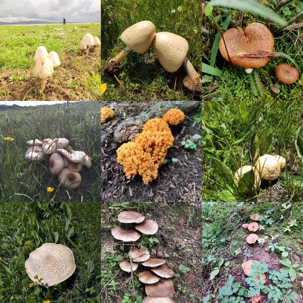 民間流傳識別毒蘑菇的方法靠譜嗎 “越鮮艷越有毒”?野蘑菇民間“驗毒偏方”不可信