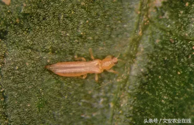 常見農(nóng)業(yè)昆蟲分類有哪些(農(nóng)業(yè)昆蟲的種類介紹) 常見農(nóng)業(yè)昆蟲分類有哪些(農(nóng)業(yè)昆蟲的種類介紹)