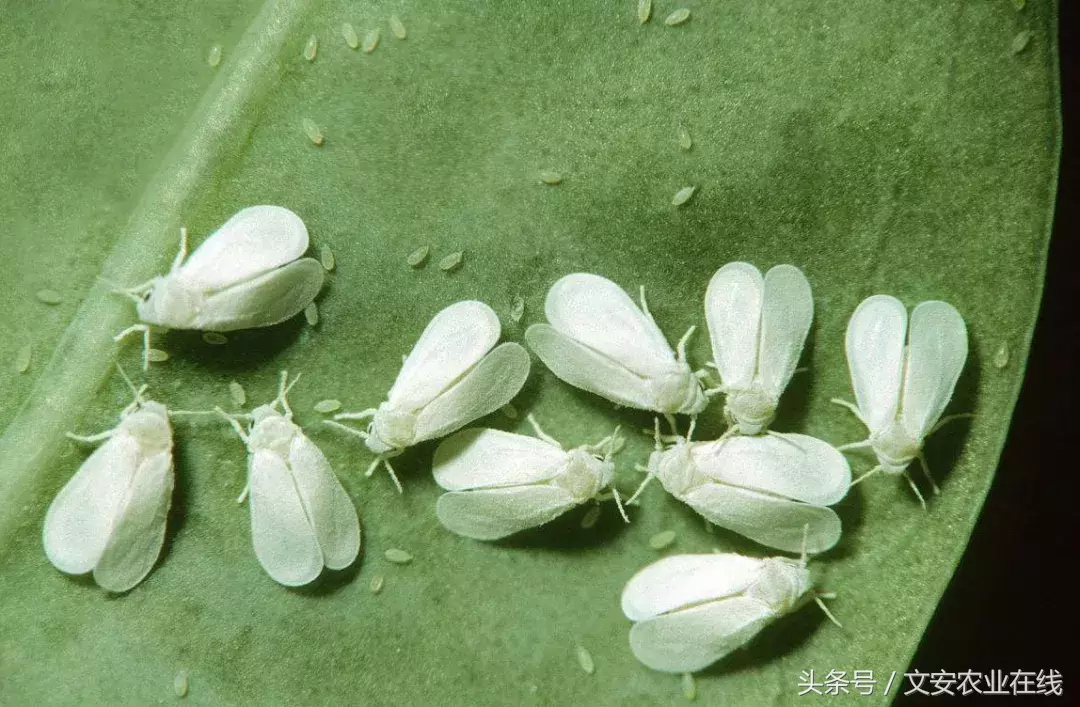 常見農(nóng)業(yè)昆蟲分類有哪些(農(nóng)業(yè)昆蟲的種類介紹) 常見農(nóng)業(yè)昆蟲分類有哪些(農(nóng)業(yè)昆蟲的種類介紹)